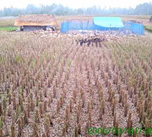 Abgeerntetes Reisfeld.