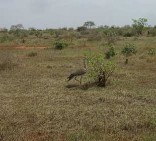 Tsavo Ost