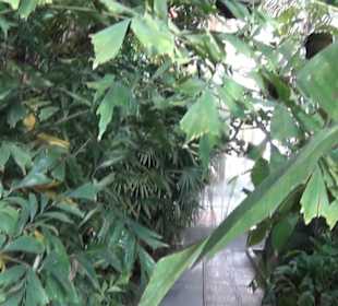 Real Jardín Botánico de Madrid