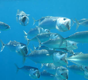 Großmaul-Makrelen