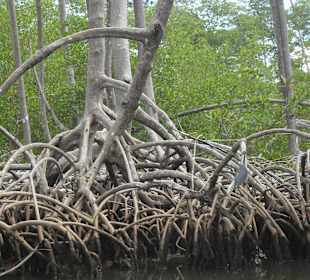 Tour & Ausflug Bayahibe