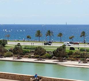 Palma