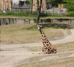 Giraffe
