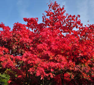 Im Japanischen Garten von "Planten un Blomen"