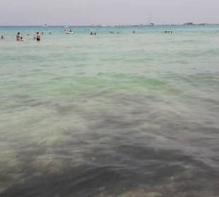 Super Wasser aber Strand/Wasser voll mit Algen