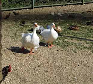 WildparkImpression September 2013