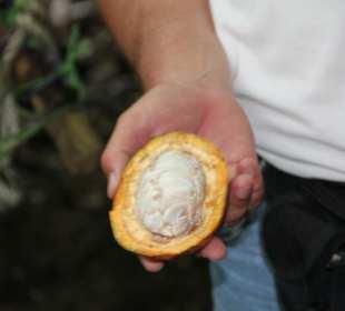 Informative Besichtigungen einer Plantage