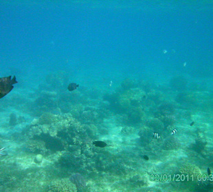 Vor dem Hotel Grand Seas Hostmark Resort beim Schnorcheln