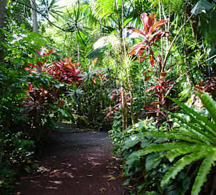 Rundgang durch den Duft- und Gewürzgarten