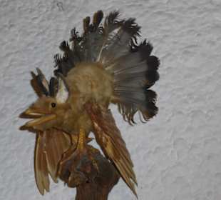 Kesselalm