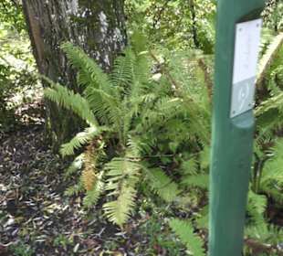 Kneipp`scher Sinnesgarten