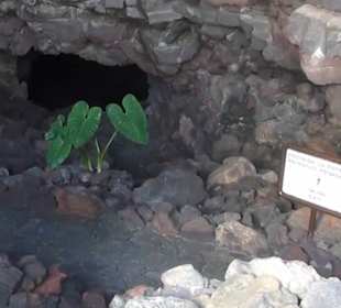 Cueva de los Verdes