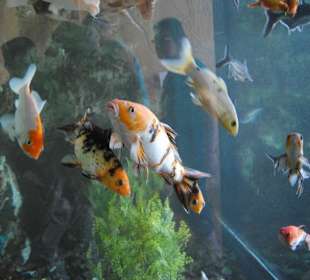 Fischrestaurant in Hurghada bei Reiseführung