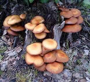 Paradies für Pilssammler