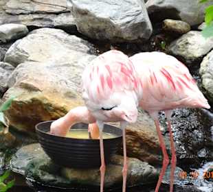 Flamingos