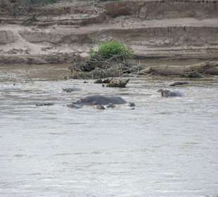 Wo kommen die ganzen Hippos her?