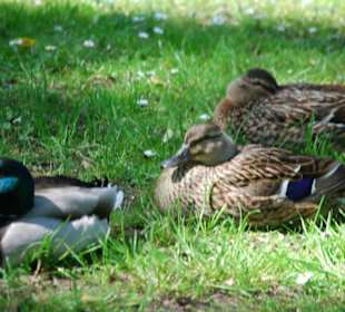 Die Enten im Schlossgarten
