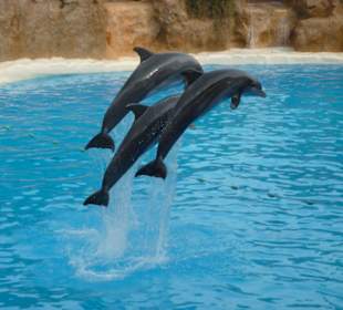 Loro- Parque/ Delfin Show