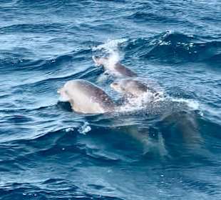 Delfin Tour Makadi Bay