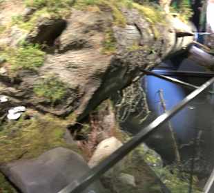 Naturparkzentrum Ruhestein