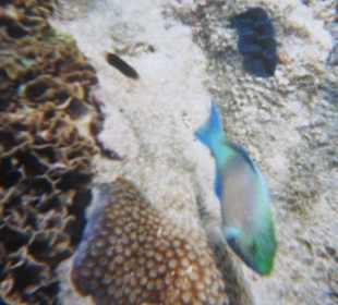 Beim Schnorcheln ! Herrliche Fische !