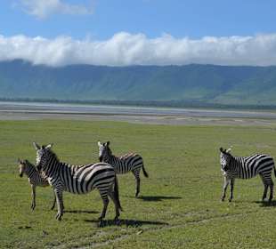Zebras im Ngorongoro Krater