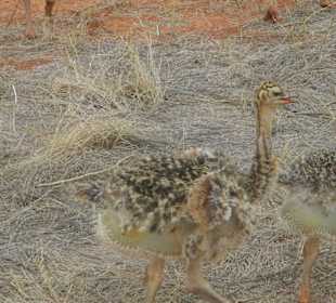 Strauß im Tvaso Ost