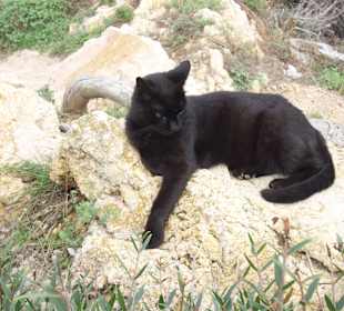 Schwarze Katze ist die Wächterin am Faro Capdepera