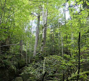 Märchenwald bei Ruhpolding