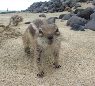 Hungrige Streifenhörnchen