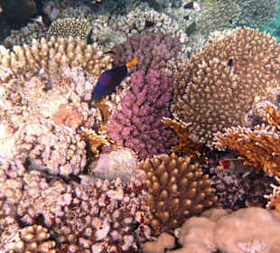 Schildkröte in der Nachbarbucht Abu Dabab