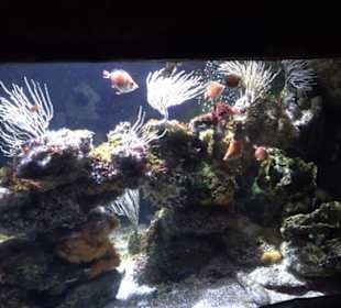 Sea Life