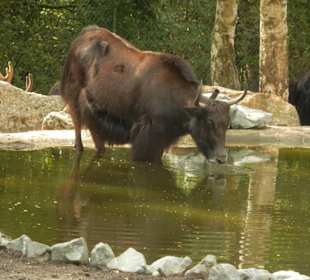 Durchfahrt Serengetipark