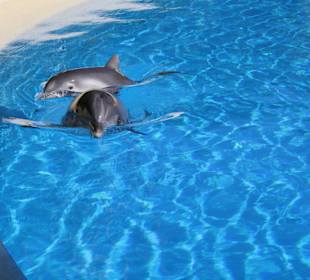 Delfinbecken