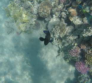 Delfin Tour Makadi Bay