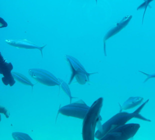 Fische, Taucher