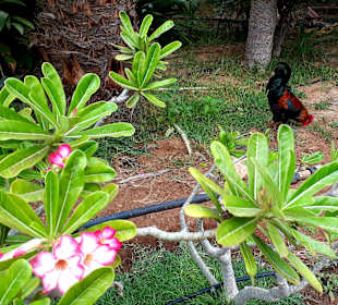 Botanischer Garten Viveiro