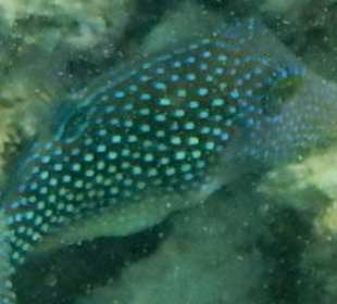 Ägyptischer Spitzmaulkofferfisch