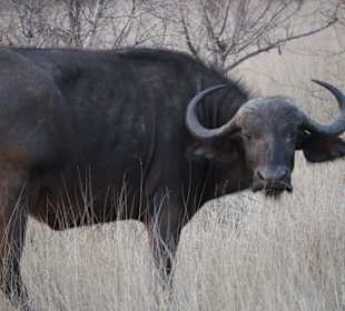 Safari Tour Timbavati