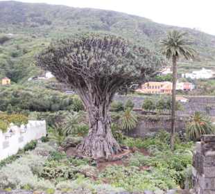 Drachenbaum