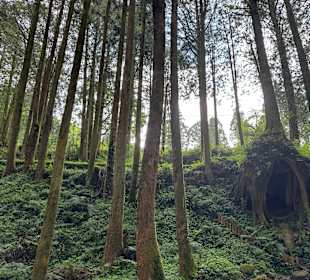 Alishan National Forest