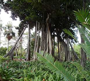 Botanischer Garten 