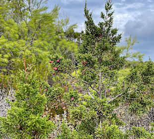 Wandern Jelsa [Hvar]