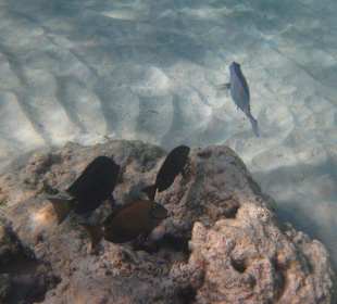 Schnorcheln- nicht ganz so spektakulär.