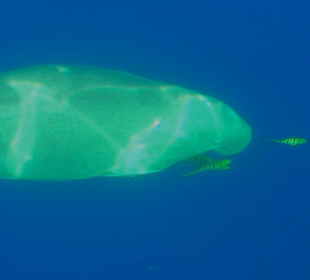 Schnorcheln Abu Dabbab