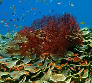 Das Amedcafehausriff