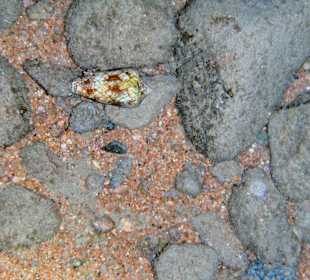 Kegelschnecke / giftig!