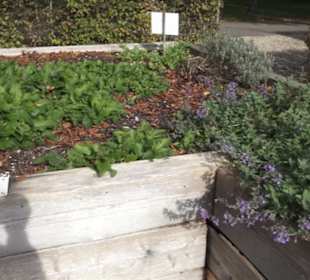 Kräutergarten