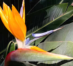 Botanischer Garten La Orotava