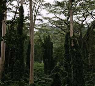 Urwald